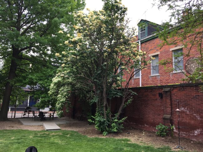 White lilac and dogwood in the courtyard