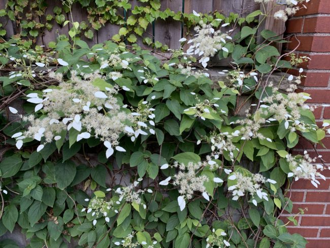 vertical hydrangea